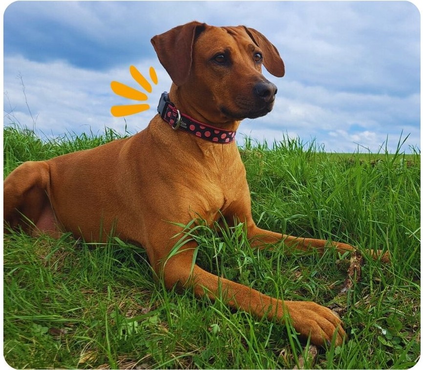 Růžový obojek s puntíky